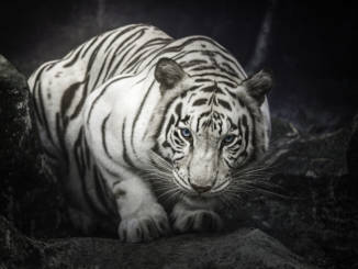 biały-tygrys.jpg