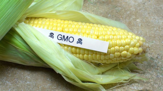 gmo