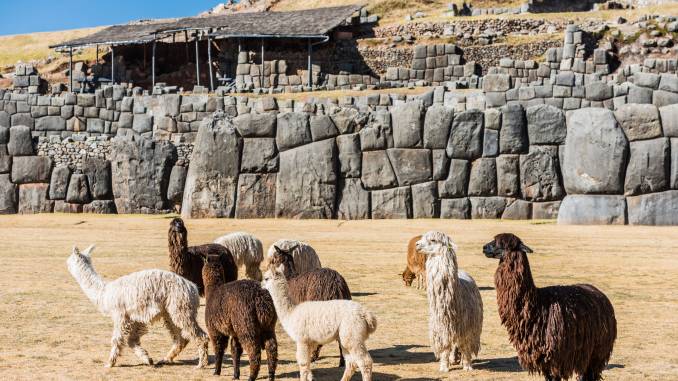 Sacsayhuaman-alpaki.jpg