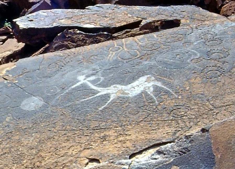 kudu-namib.jpg
