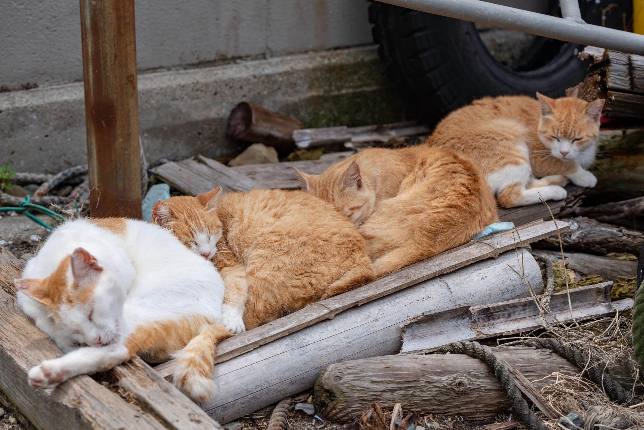 japońskie-wyspy-kotów.jpg