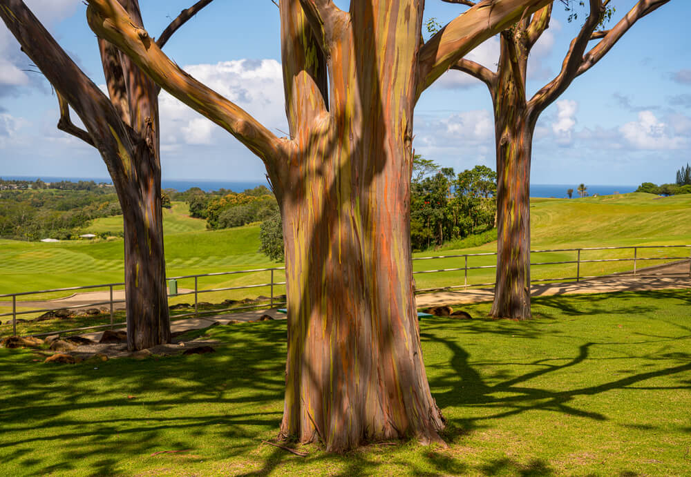 tęczowe-eukaliptusy.jpg